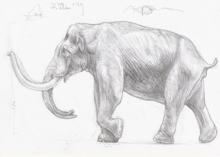 an elephant is shown in this drawing