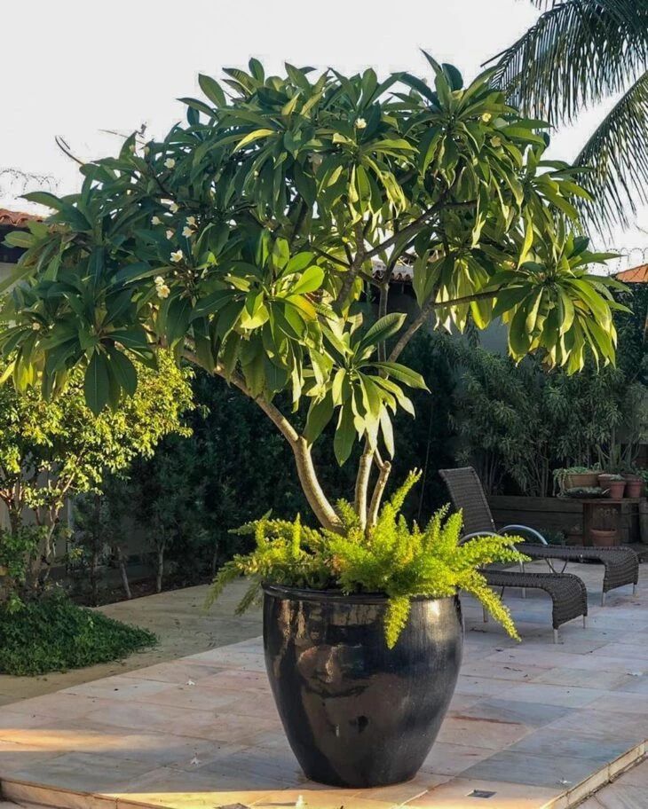 a large potted plant sitting on top of a wooden table next to a swimming pool