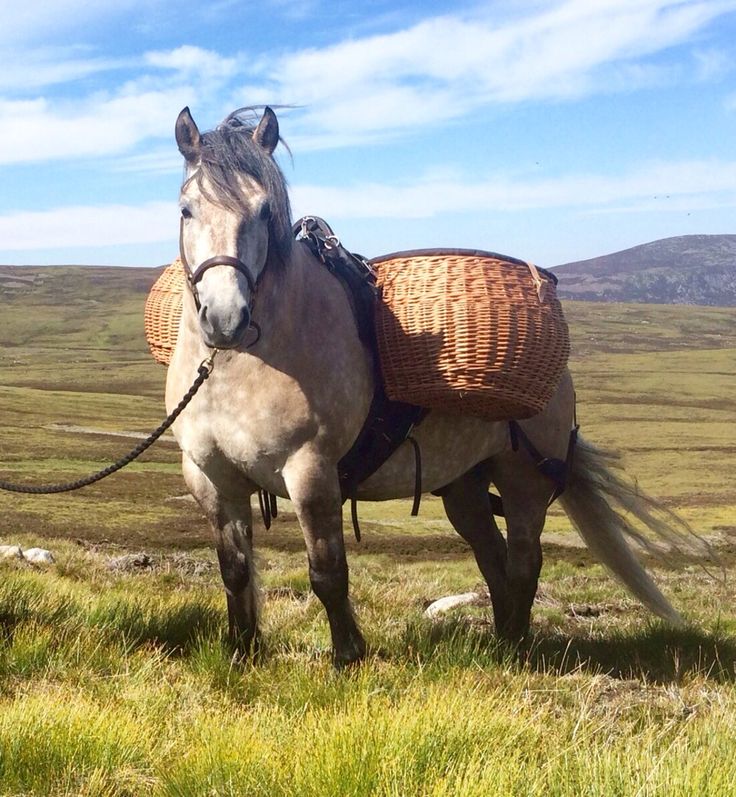 a horse with a wicker basket on it's back standing in the grass