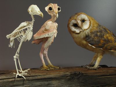 two birds standing next to each other on top of a wooden table and one has a skeleton in it