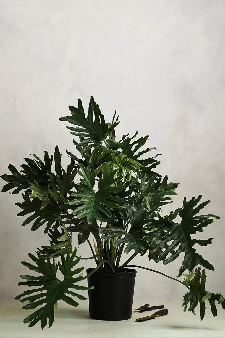 a potted plant sitting on top of a white table next to a pair of scissors