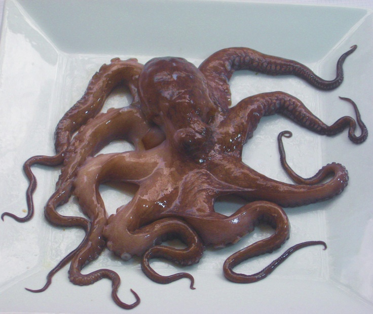 an octopus is on a white plate with chocolate sauce in it's mouth and its tentacles spread out