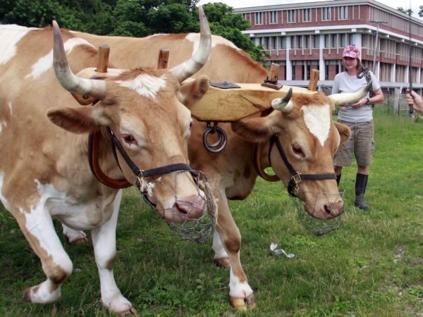 two brown and white cows standing on top of a lush green field next to a man