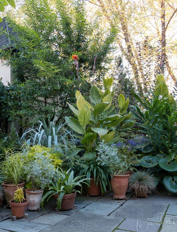 many different types of plants in pots on the ground