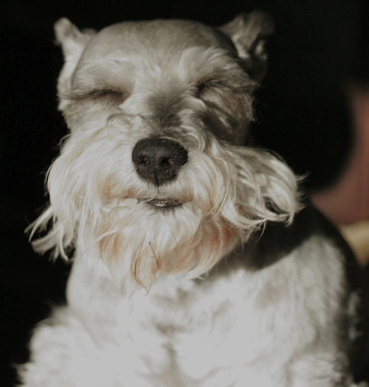 a small white dog with its eyes closed