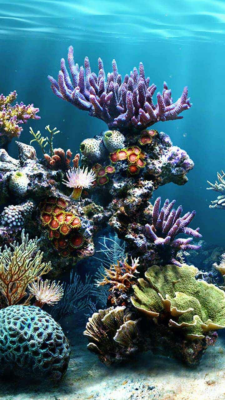 an underwater scene with corals and other marine life