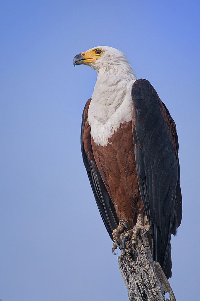 an eagle sitting on top of a tree branch with blue sky in the back ground