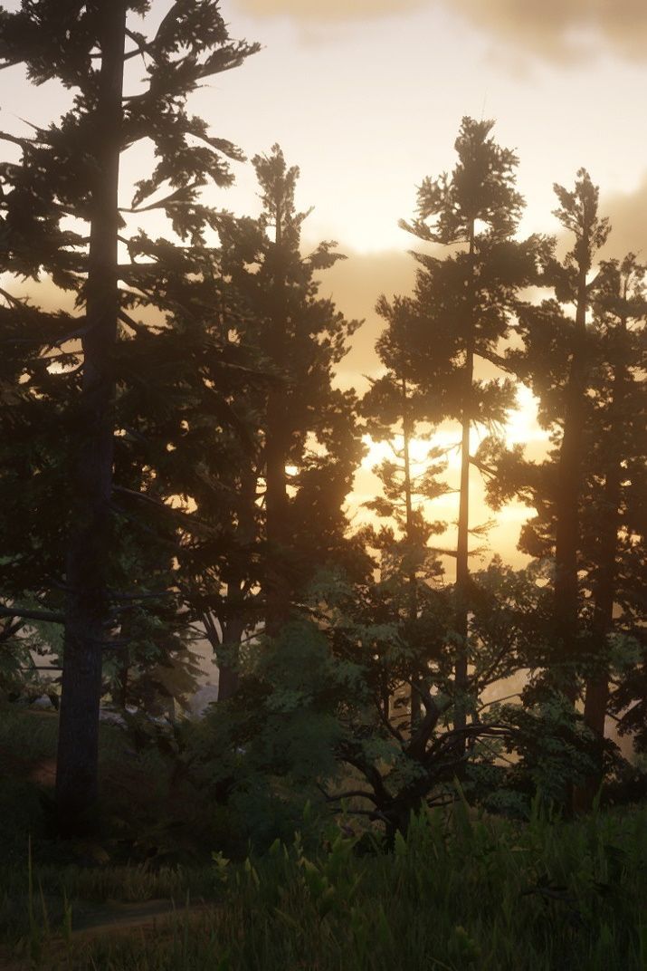 A group of tall pine trees is backed by the orange glow of the rising sun. red dead online rdr2 Ghost Train, Red Dead Online, North Country, Tall Trees, Youtube Link, Red Dead, Red Dead Redemption, Album Art, Ghost