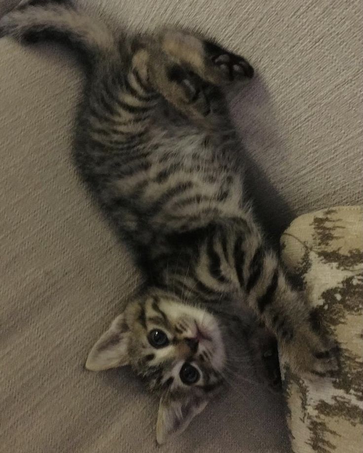 a small kitten laying on its back on the floor with it's front paws in the air