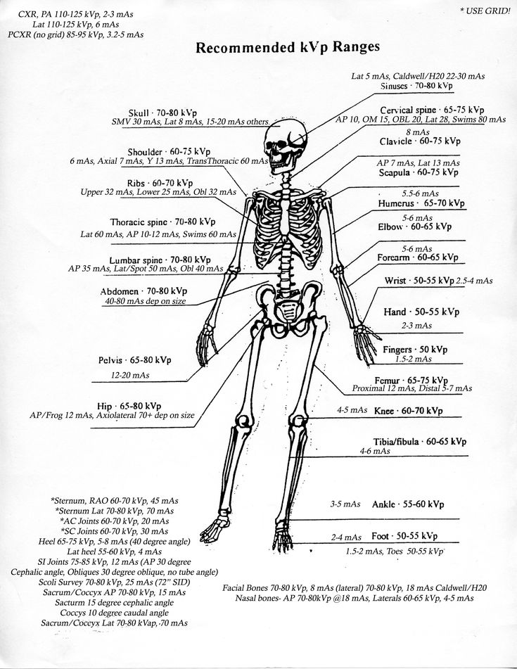 a diagram of the human skeleton with labels