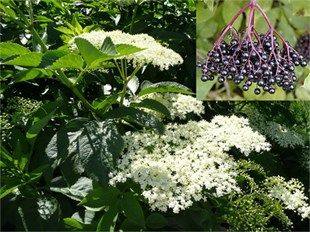 some white flowers and green leaves in the woods