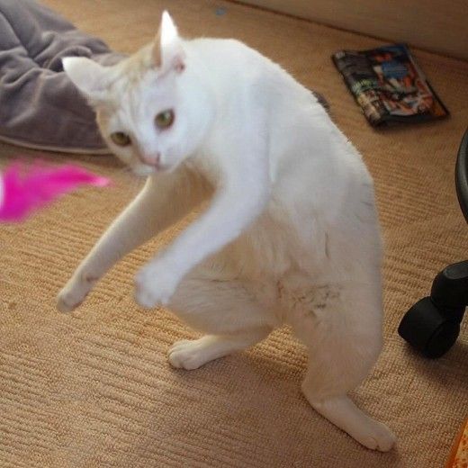 a white cat is standing on its hind legs