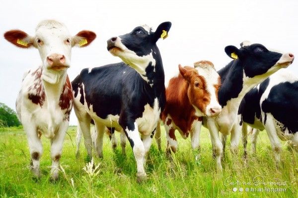 four cows are standing in the grass together