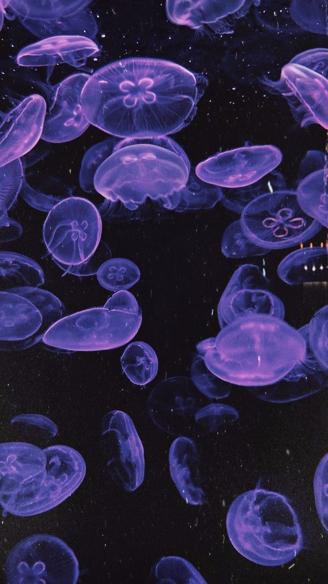 Purple Jellyfish, Jellyfish Pictures, Sea Jellies, Genos Wallpaper, Light Purple Flowers, Dark Purple Wallpaper, Jelly Wallpaper, Jellyfish Art, Fish Wallpaper