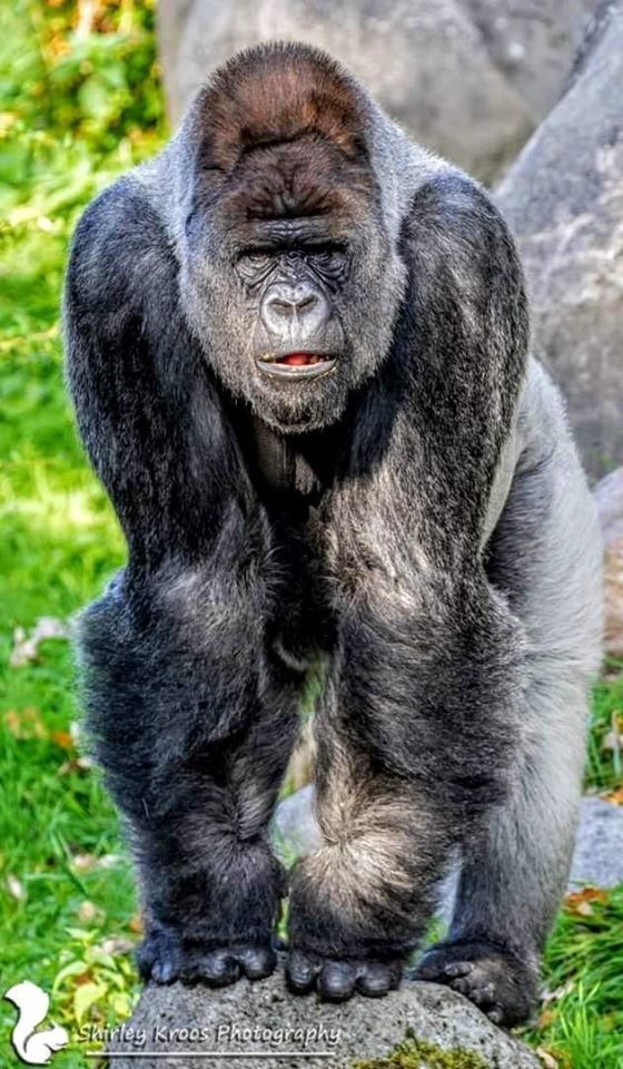 a gorilla standing on top of a rock