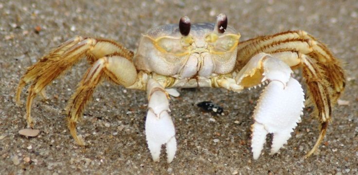 a close up of a crab on the sand