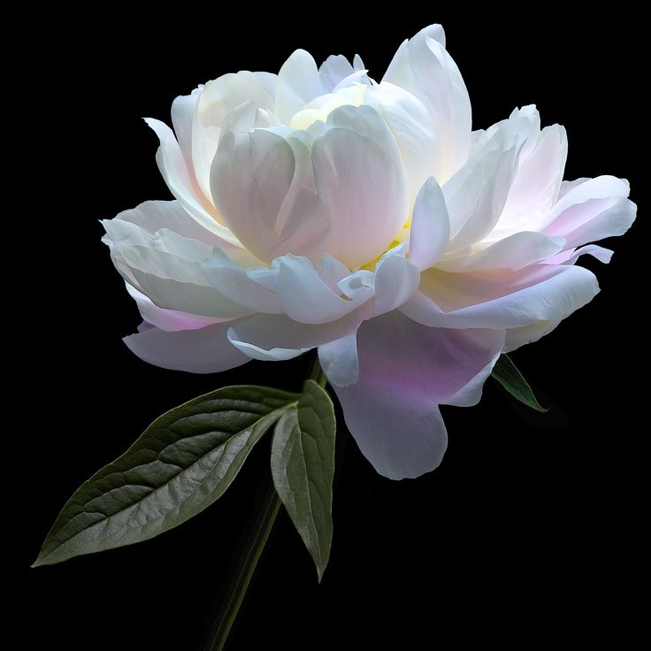 a white and pink flower with green leaves in the foreground, against a black background