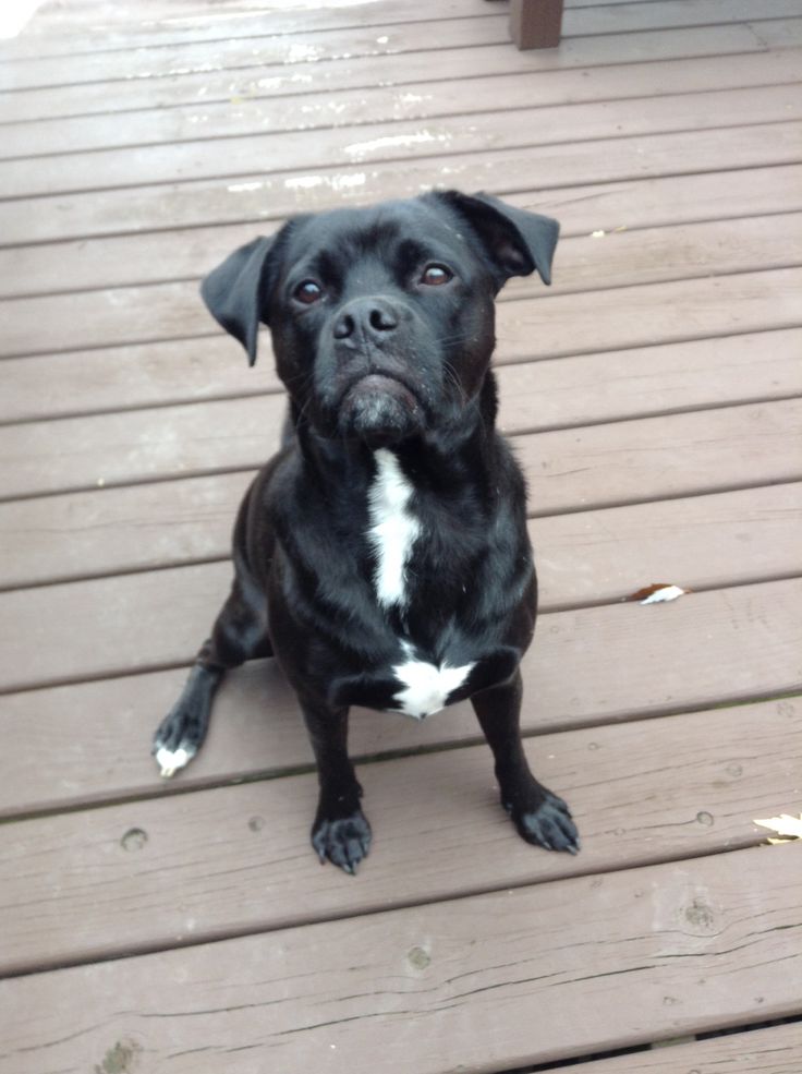 a black dog sitting on top of a wooden deck