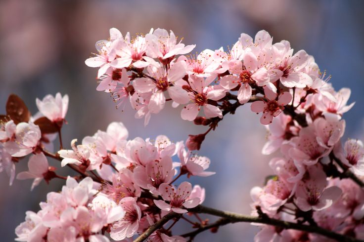 pink flowers are blooming on a branch in front of a blurry blue background