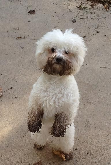 a small white dog standing on top of a sandy beach