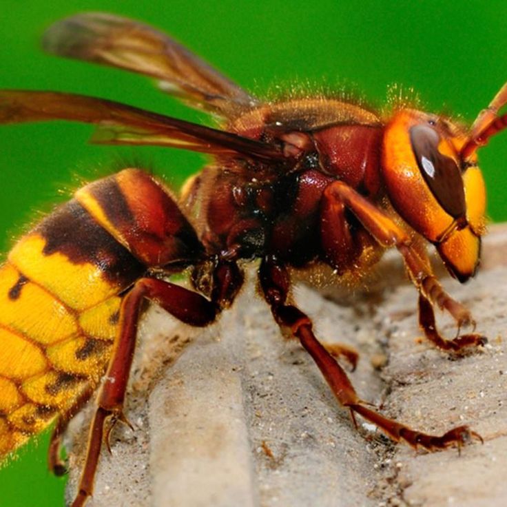 a yellow and black insect sitting on top of a rock