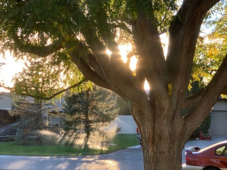 the sun shines through the trees in front of a suburban neighborhood street with parked cars