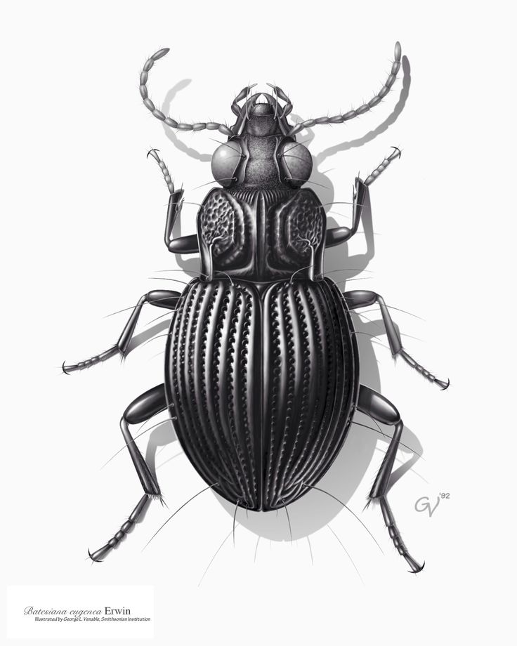 a black and white photo of a beetle on a white background with the caption's name below it