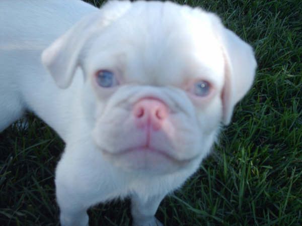 a small white dog standing on top of a lush green grass covered field with blue eyes