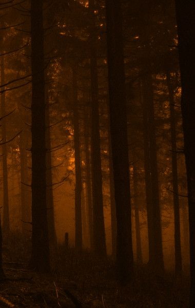 a forest filled with lots of tall trees covered in fog and light shining through the trees