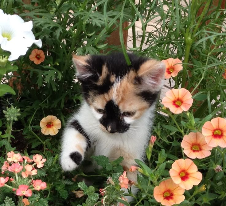 a kitten sitting in the middle of some flowers