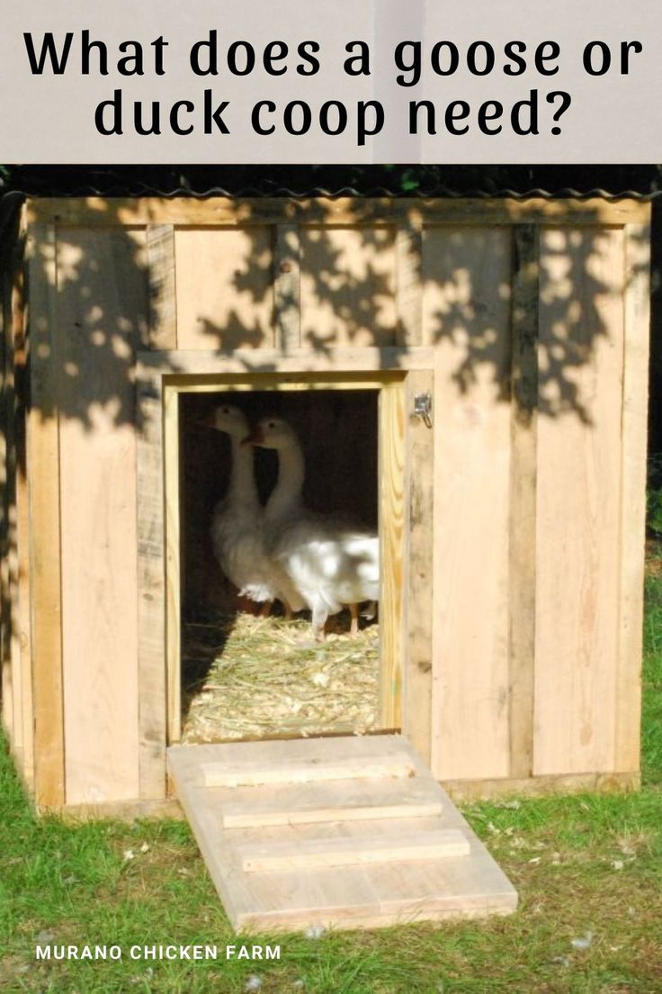 a duck in a coop with the words what does a goose or duck coop need?