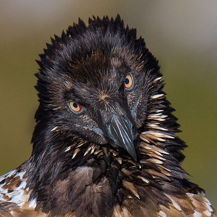 a close up of a bird with brown and white feathers