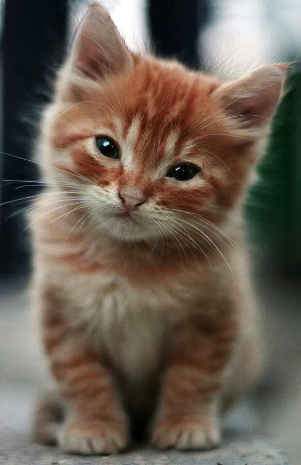 black and white photograph of a small kitten