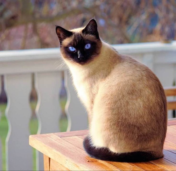 a siamese cat sitting on top of a wooden table next to a window with blue eyes