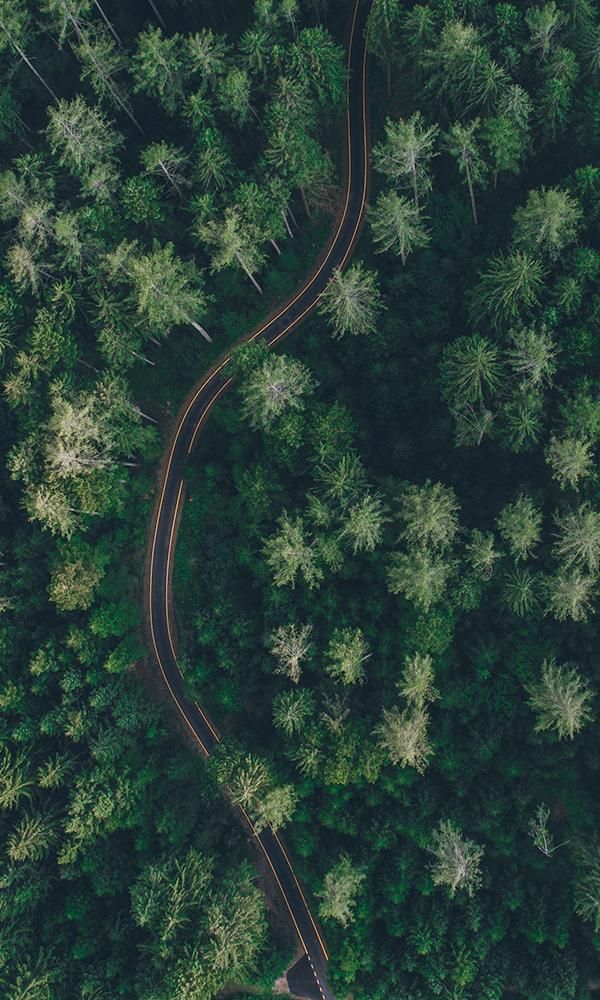 The Green Hidden Road Mural M9406 | Digital Art Wallpaper Ios 16 Wallpaper Nature, Dark Forest Green Aesthetic, Environmental Photography, Green Forest, Pine Tree Forest, Pine Needles Wallpaper, Wallpaper Forest With Depth, Upward View Of Trees, Forest From Above