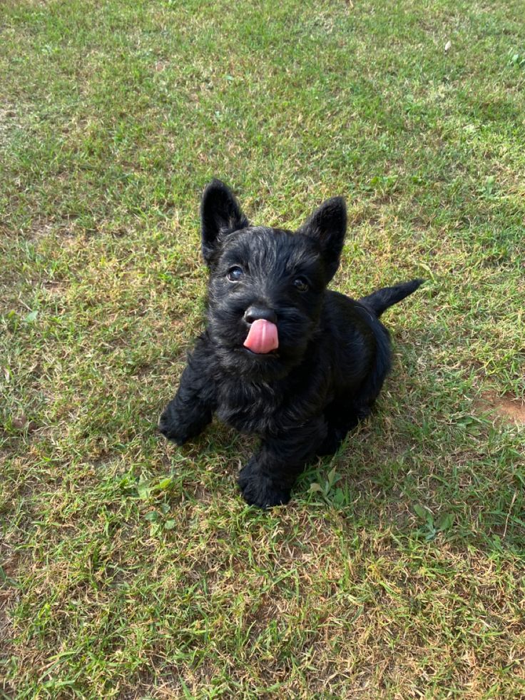 a small black dog laying in the grass with its tongue out and it's tongue hanging out