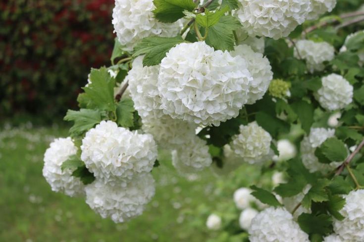 white flowers are blooming in the garden