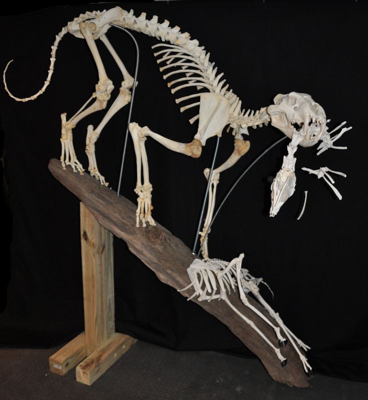 the skeleton of a dinosaur is displayed on a piece of wood and has two skeletons attached to it