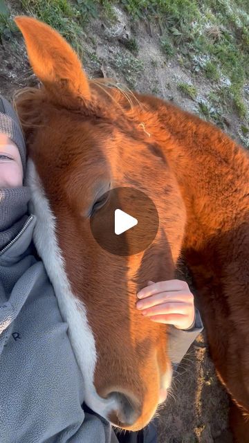 a woman is petting a brown horse