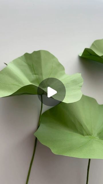 two large green leaves on the side of a white wall with an arrow pointing towards them