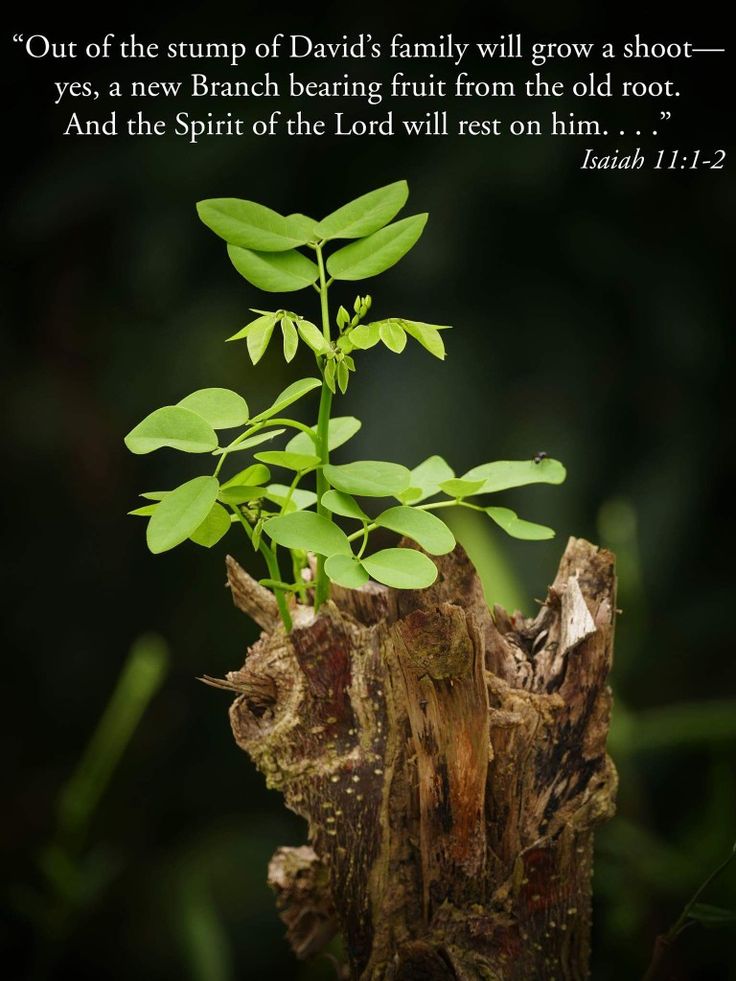 a plant growing out of a tree stump with the words 2016 growth plan on it