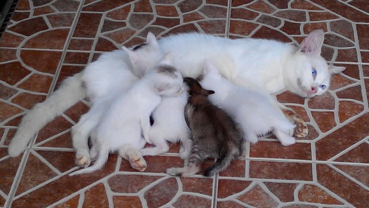 three kittens are huddled together on the floor, one is white and two are gray