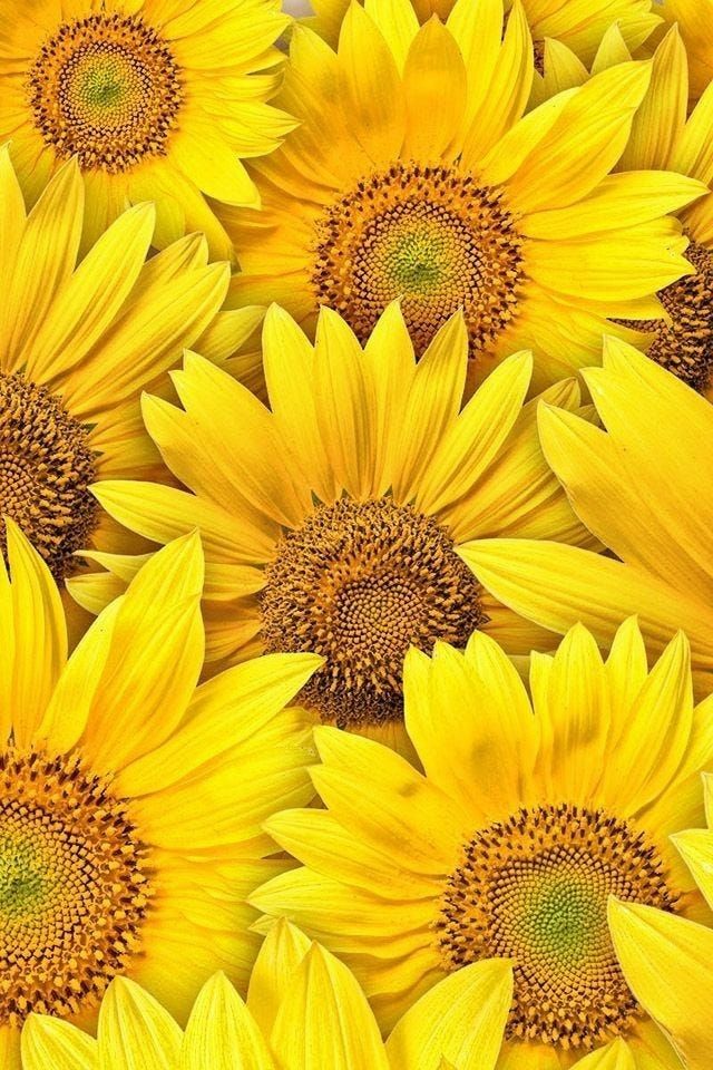 many yellow sunflowers are shown close together