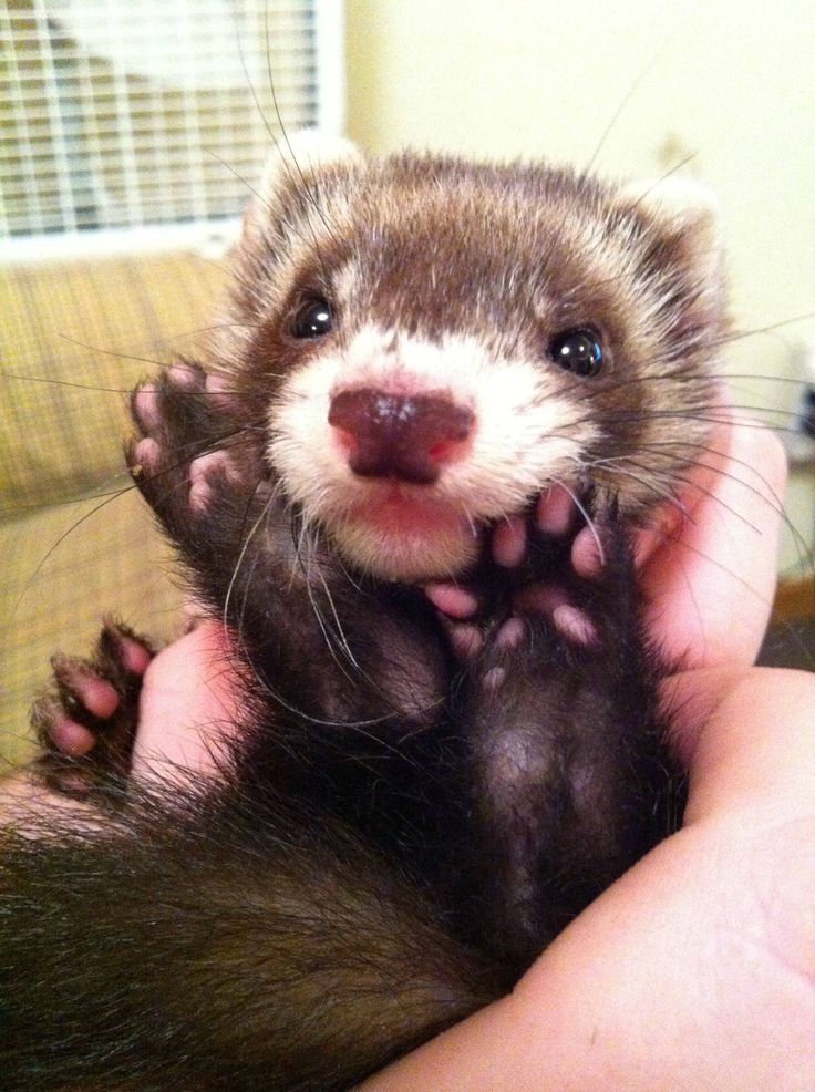 a ferret is being held in the palm of someone's hand with its paw on it