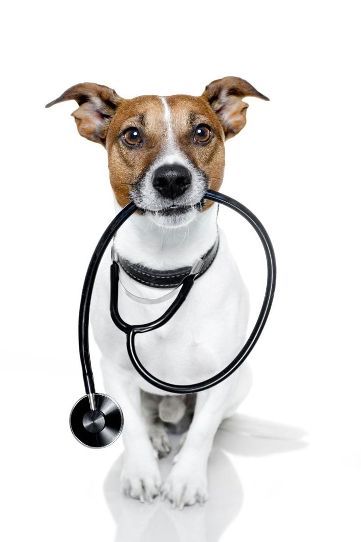 a dog with a stethoscope in its mouth