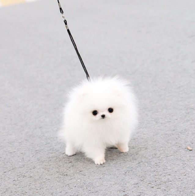 a small white dog on a leash walking down the street with it's eyes wide open