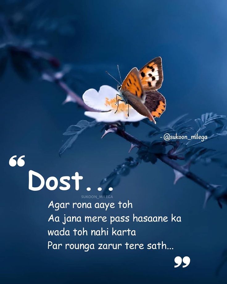 a butterfly sitting on top of a flower with the caption'dost '