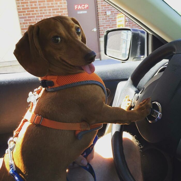 a brown dog sitting in the driver's seat of a car with his paw on the steering wheel