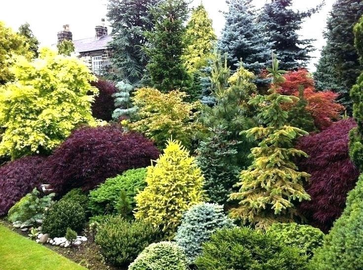 many different types of trees and shrubs in a garden