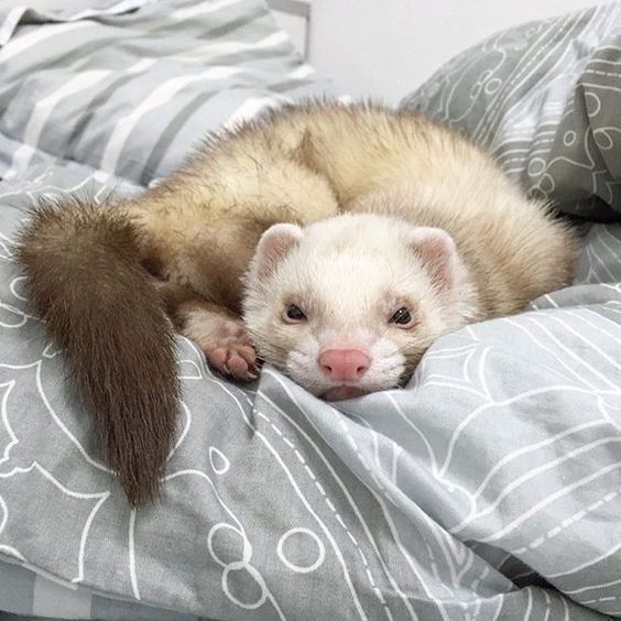 a ferret is laying on top of a bed